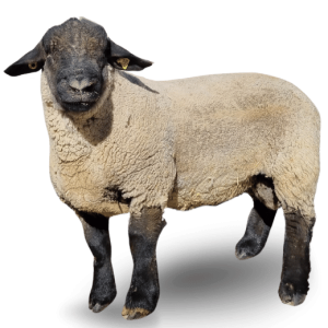 Diseño sin título - 2025-10-15T101220.184